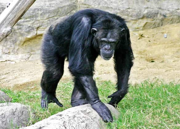 動物図鑑・チンパンジー